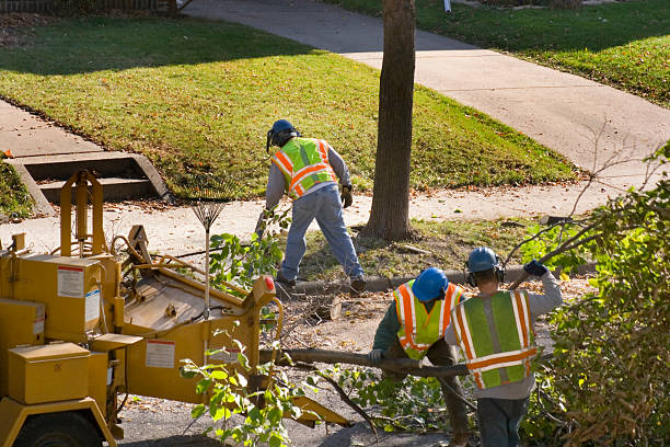 Trusted Camarillo, CA Tree Service Experts